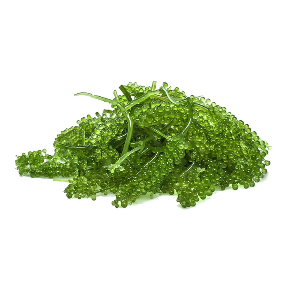 Rong Nho Tươi - Fresh Sea Grape - NONG SAN CHI HUONG
