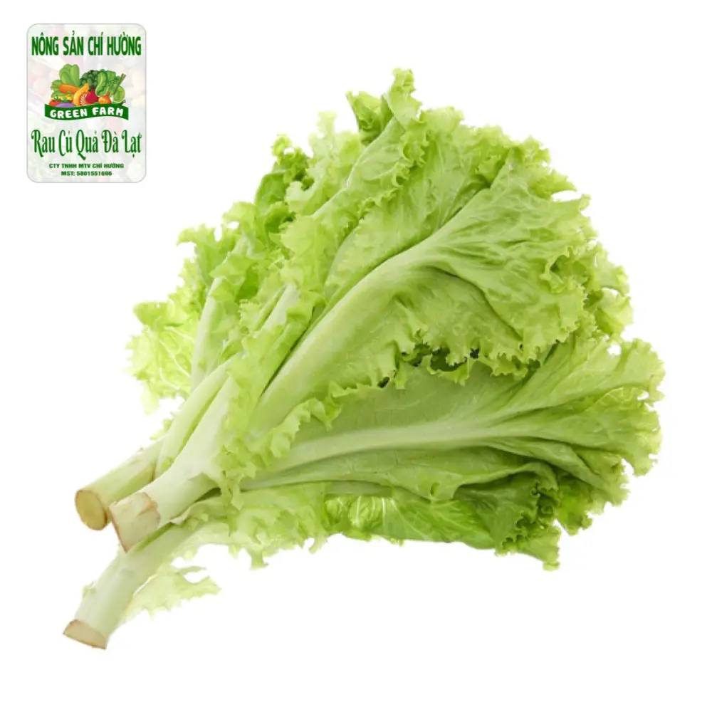 Xà Lách Lollo Xanh - Green Lollo Lettuce - NONG SAN CHI HUONG