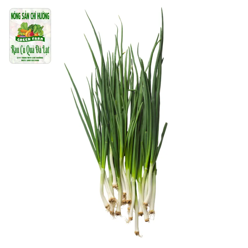 Hành Lá - Spring Onion - NONG SAN CHI HUONG