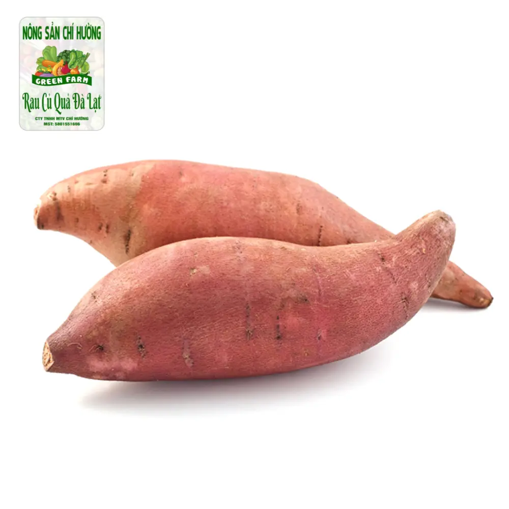 Khoai Lang Mật - Sweet Potato - NONG SAN CHI HUONG