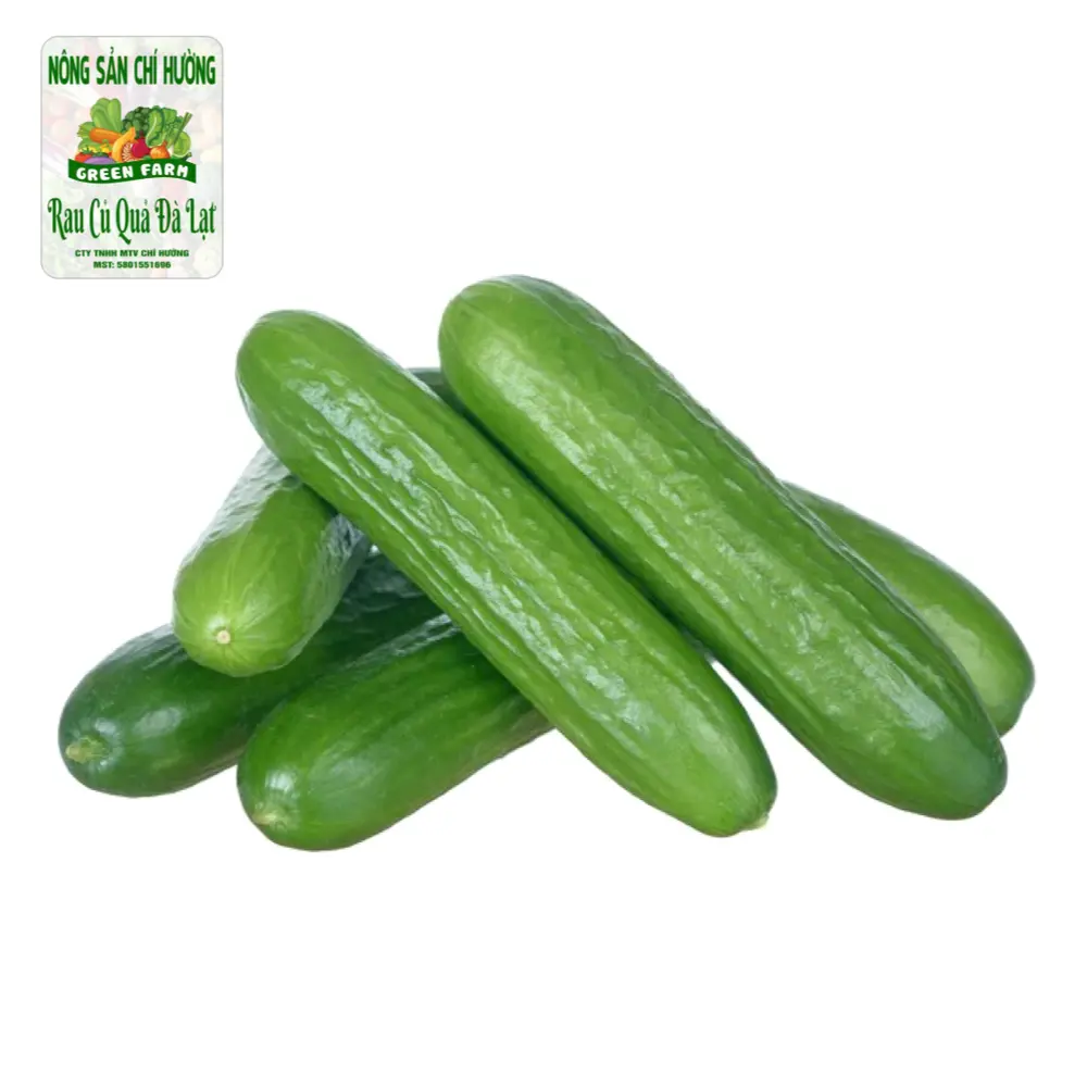 Dưa Leo Baby - Baby Cucumber - NONG SAN CHI HUONG