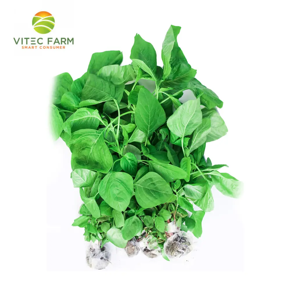Rau Dền Cơm Thủy Canh GlobalGAP - Hydroponic Green Amaranth (300g) - VITEC FARM