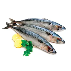 Cá Saba Na Uy Nguyên Con - Whole Norwegian Mackerel - HAINAMFOODS