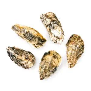 Hàu Miyagi Nguyên Con Đông Lạnh, Premium Miyagi Oysters, Whole Shell, Size M (1kg) - NORTH JAPAN OYSTERS