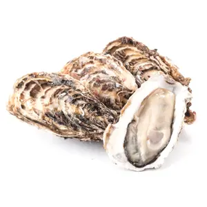 Hàu Miyagi Nguyên Con Đông Lạnh, Premium Miyagi Oysters, Whole Shell, Size L (1kg) - NORTH JAPAN OYSTERS