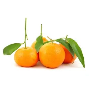 Quýt Mật Úc - Royal Honey Murcott - Australian Mandarin - 888 CITRUS