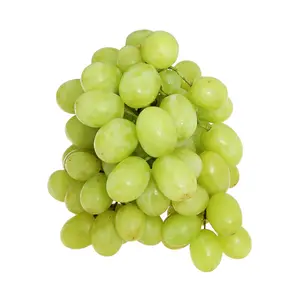 Nho Xanh Không Hạt Peru - AutumnCrisp - Peruvian Green Seedless Table Grapes - ECOSAC