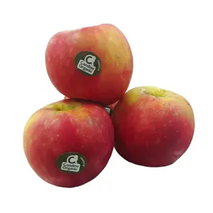 Táo Kẹo Hữu Cơ Pháp - Organic French Red Apple - CANDINE