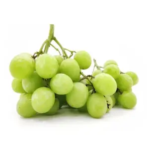 Nho Xanh Không Hạt Úc - Hellooo - Sugrafiftyone Green Seedless Grapes - GRAPE CO AUSTRALIA