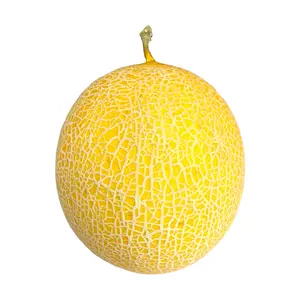 Dưa Lưới Canh Tác Hữu Cơ - Organically Grown Musk Melon - NONBRAND