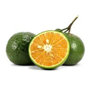 Cam Sành - Vietnamese King Orange - KHAI NGUYEN