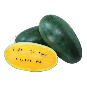 Dưa Hấu Ruột Vàng - Yellow Watermelon - KHAI NGUYEN