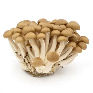 Nấm Linh Chi Nâu Hàn Quốc - Korean Shimeji Mushroom (150g) - EVERGREEN MUSHROOM FARM