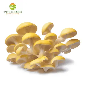 Nấm Hoàng Kim - Golden Oyster Mushroom (100g) - VITEC FARM