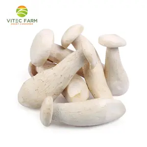 Nấm Sữa - Milky Mushroom (130g) - VITEC FARM