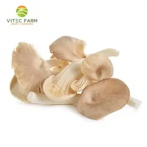 Nấm Bào Ngư Nhật - Japanese Abalone Mushroom (130g) - VITEC FARM