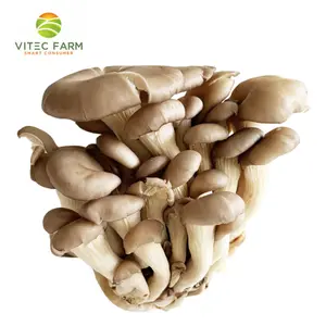 Nấm Tiểu Yến - Korean Grey Oyster Mushroom (120g) - VITEC FARM