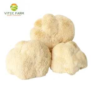 Nấm Hầu Thủ - Lion`s Mane Mushroom (100g) - VITEC FARM