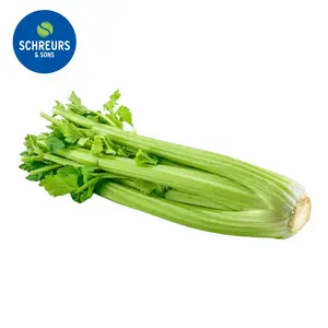 Cần Tây Úc - Crunchy Whole Celery (1.2 - 1.5kg) - SCHREURS & SONS