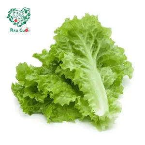 Xà Lách Lo Lo - Lollo Lettuce (250g) - RAU CUOI VIET NHAT