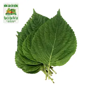 Lá Mè Hàn Quốc - Perilla Leaf - NONG SAN CHI HUONG