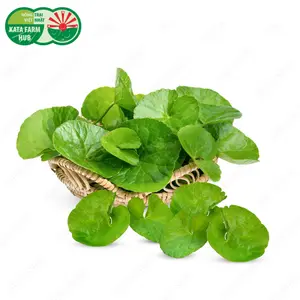 Rau Má - Pennywort (200g) - KATA FARM HUB