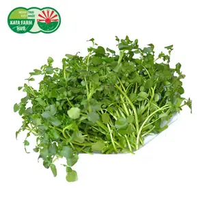 Xà Lách Xoong - Watercress (250g) - KATA FARM HUB