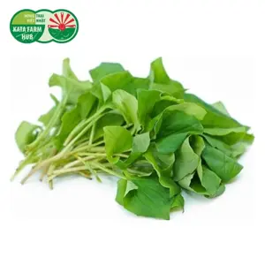 Diếp Cá - Fish Mint (50g) - KATA FARM HUB