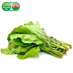 Cải Bó Xôi Giống Nhật - Japanese Spinach - KATA FARM HUB