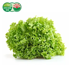 Xà Lách Xoăn - Crisp Lettuce (200g) - KATA FARM HUB