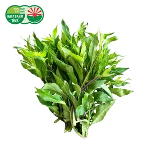 Rau Lủi Rừng - Gia Lai Wild Herbs (250g) - KATA FARM HUB