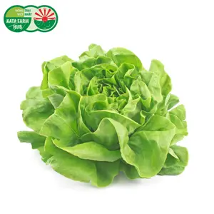 Xà Lách Mỡ - Butterhead Lettuce - KATA FARM HUB