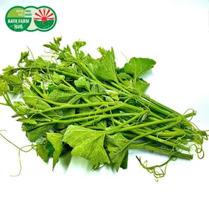 Ngọn Bí - Pumpkin Buds - KATA FARM HUB