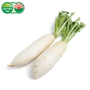 Củ Cải Trắng - White Icicle Radish - KATA FARM HUB