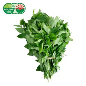Rau Bồ Ngót - Katuk (250g) - KATA FARM HUB