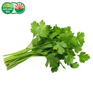 Ngò Rí - Coriander (50g) - KATA FARM HUB