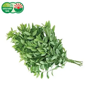 Rau Ngót Nhật - Japanese Katuk (250g) - KATA FARM HUB