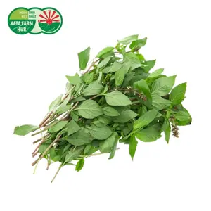 Húng Quế - Thai Basil (50g) - KATA FARM HUB
