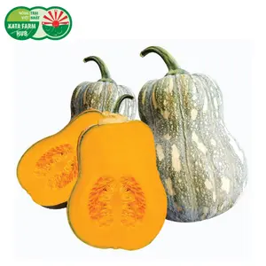 Bí Đỏ Hồ Lô - Goianinha Pumpkin - KATA FARM HUB