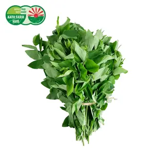 Rau Ngót Việt - Katuk (250g) - KATA FARM HUB