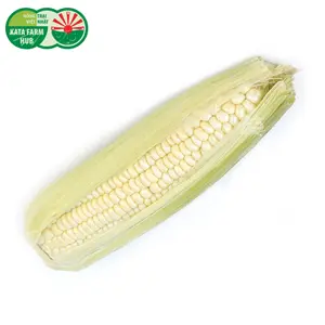 Bắp Nếp Non - White Waxy Corn - KATA FARM HUB