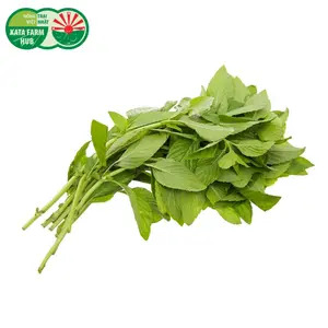 Húng Cây - Mulukhiyah (100g) - KATA FARM HUB