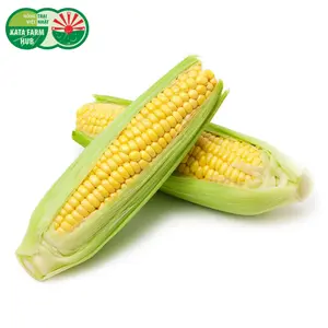 Bắp Ngọt - Sweet Corn - KATA FARM HUB