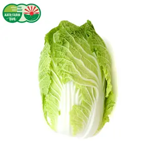 Cải Thảo Búp - Chinese Cabbage - KATA FARM HUB