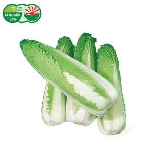Cải Thảo Hỏa Tiễn - Rocket Chinese Cabbage - KATA FARM HUB