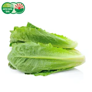 Xà Lách La Mã - Romaine Lettuce (200g) - KATA FARM HUB