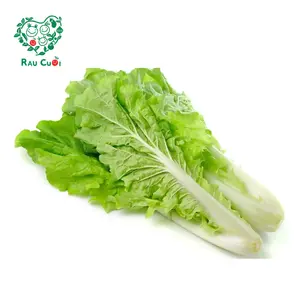 Cải Dún Baby- Baby Napa Cabbage (250g) - RAU CUOI VIET NHAT