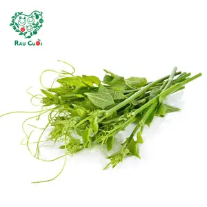 Đọt Su Su - Chayote Shoots (250g) - RAU CUOI VIET NHAT