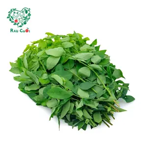 Rau Ngót - Katuk (250g) - RAU CUOI VIET NHAT