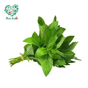 Húng Cây - Mulukhiyah (50g) - RAU CUOI VIET NHAT